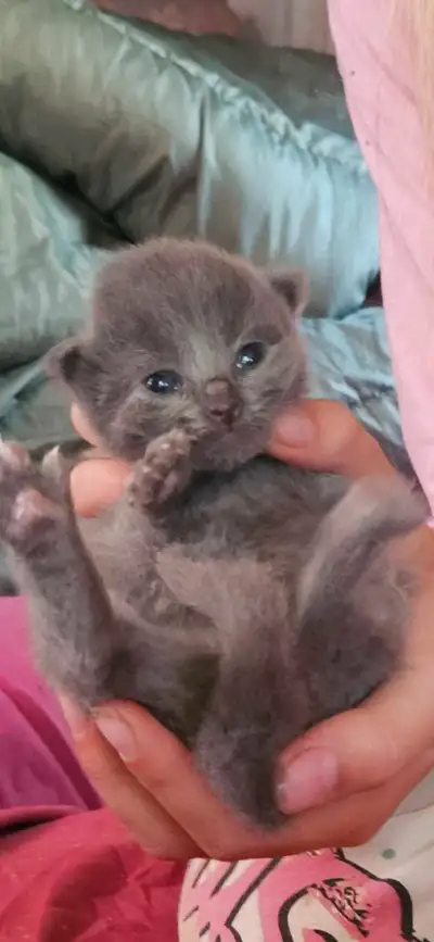 Hypoallergenic Russian Blue Kittens. Ready to go July 31st., View more