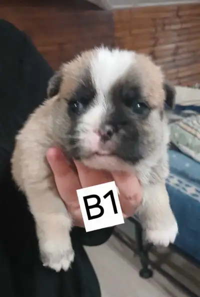 Pug x Shihtzu  puppies, View more