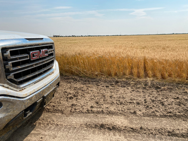 AAC Hodge VB Hard Red Spring Wheat in Other in Swift Current - Image 3