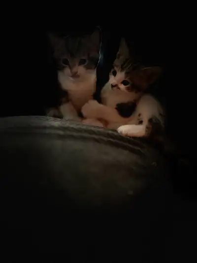 Beautiful kitties for sale   ! extremely smart !, View more