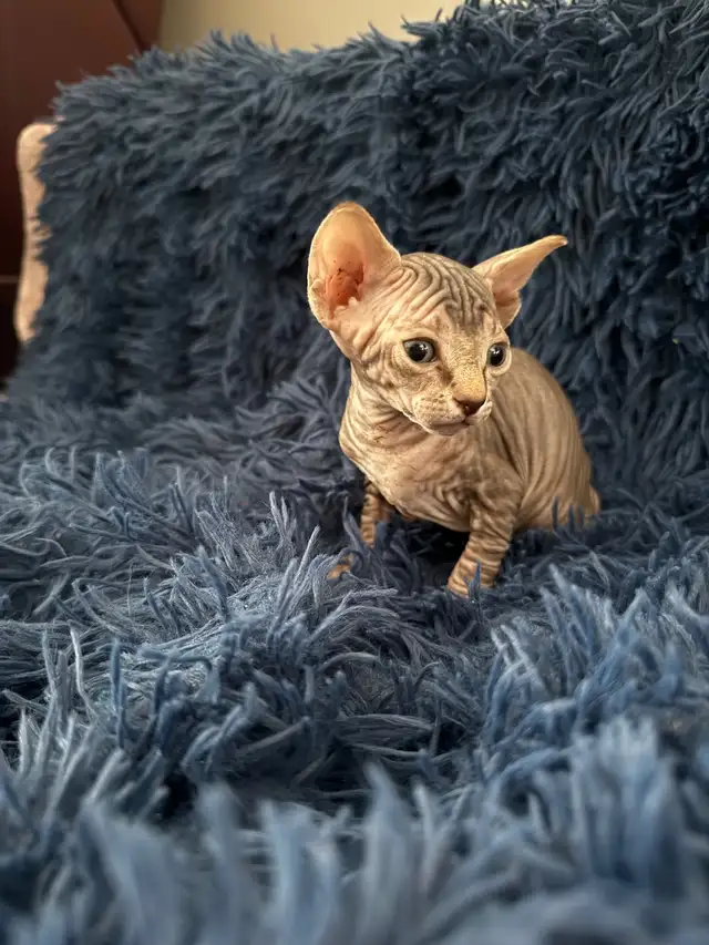 Sphynx Kittens Looking for Loving Homes in Cats & Kittens for Rehoming in Edmonton - Image 7