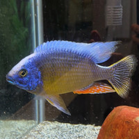 African Cichlids - German Show Twain Reef XL