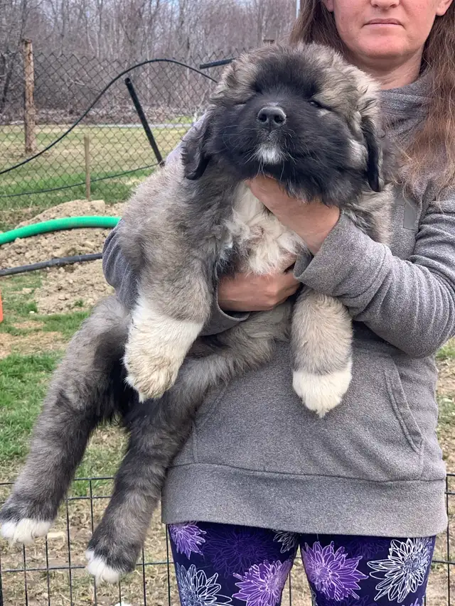 Now ready to GO !Premium ovcharka puppies  champion bloodline in Dogs & Puppies for Rehoming in Saint John - Image 11