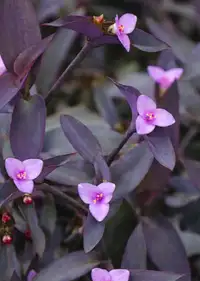 Purple Heart Plant  