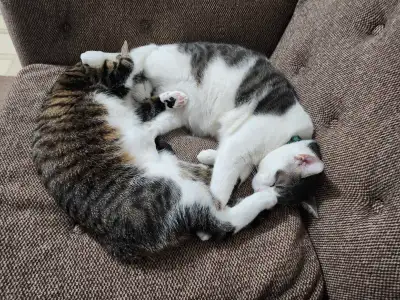Seeking small apartment/room in Fort Erie (near Walmart)