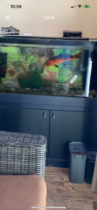 Koi for sale $300, View more