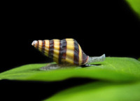 Assasin snails and Malaysian Trumpet snails 