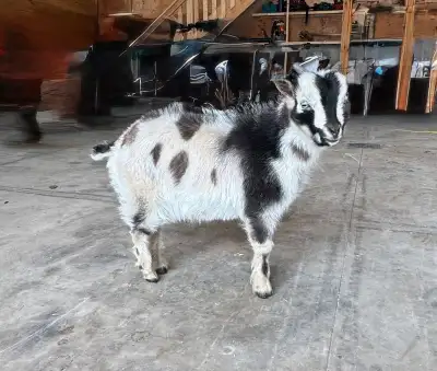 Nigerian Dwarf Buckling, View more