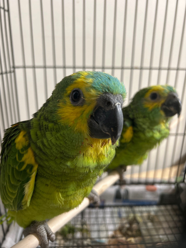Baby Amazon red fronted  in Birds for Rehoming in City of Toronto