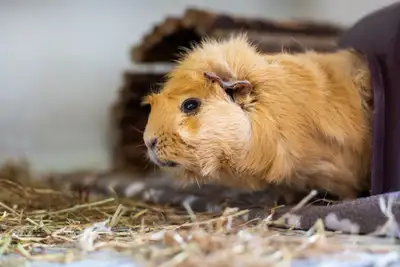 Fancy Guinea Pig, View more