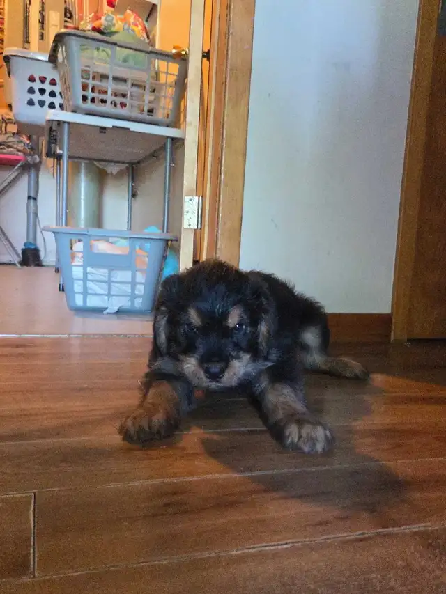 Rottweiler in Dogs & Puppies for Rehoming in Owen Sound - Image 2