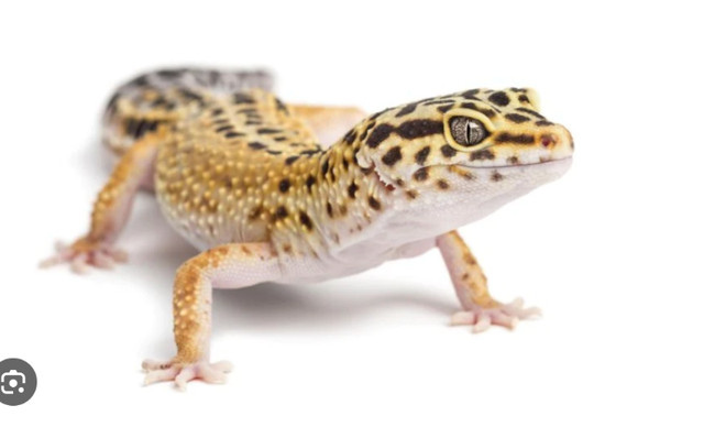 Leopard Gecko in Reptiles & Amphibians for Rehoming in Cornwall