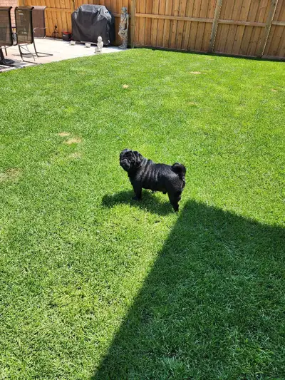 Purebred Pug, View more