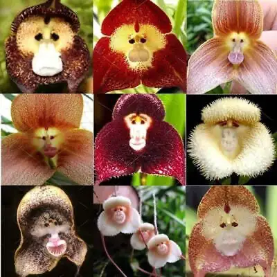 monkey orchid64520003602690121