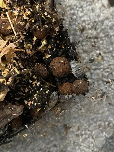 dairy cow isopods , View more