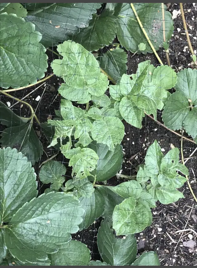 rabbit manure558827477413416965