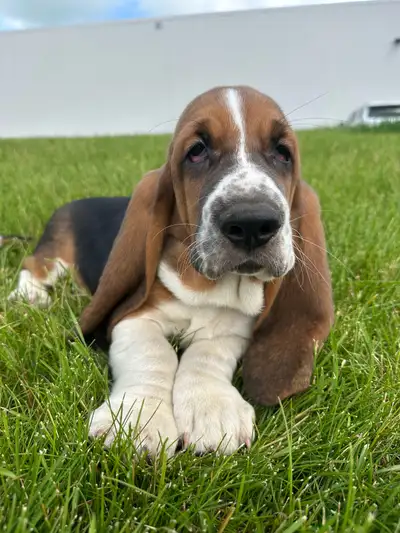 Basset Hound Puppies, View more