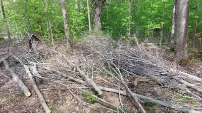 Firewood - Cut your own - Free, View more