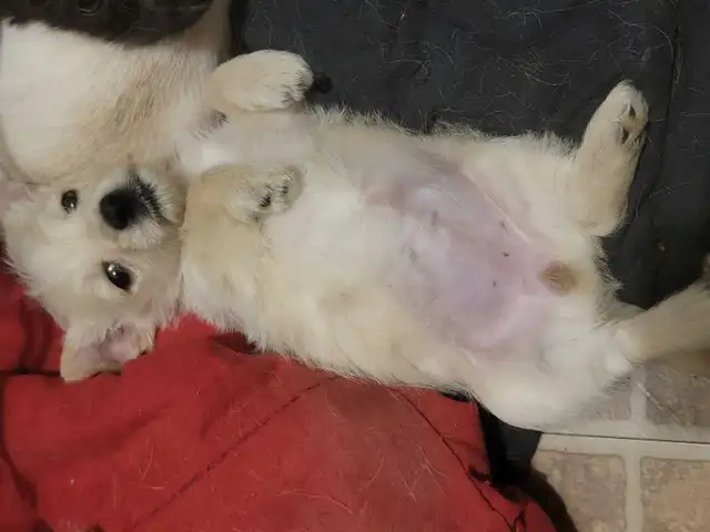 3 mixed breed west highland terriers for sale in Dogs & Puppies for Rehoming in Fredericton - Image 7