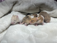 baby hamsters - waitlist open!