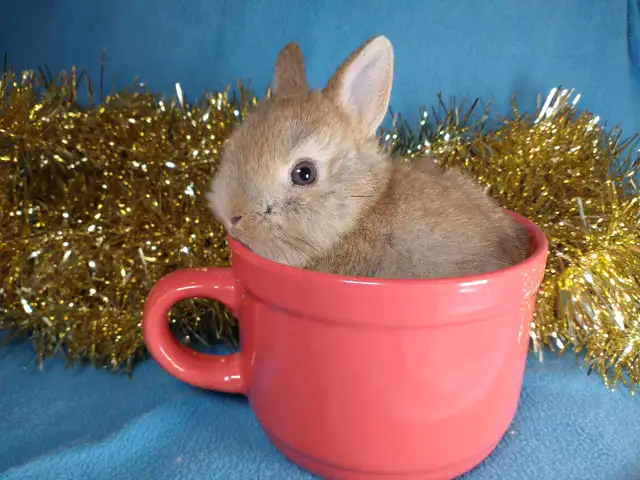 EXTRAORDINAIRE bébé lapin nain néerlandais* Netherland Dwarf in Small Animals for Rehoming in City of Montréal - Image 10