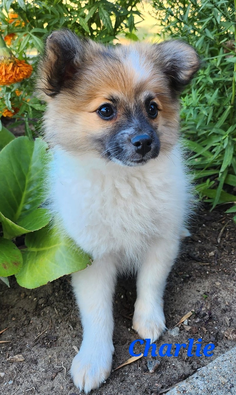Adorable Pomeranian Puppies!! Dogs & Puppies for Rehoming