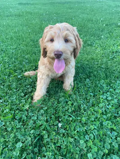 LOCATED IN PARKHILL - 30 mins outside of london! Goldendoodle puppies are smart, loving, intelligent...