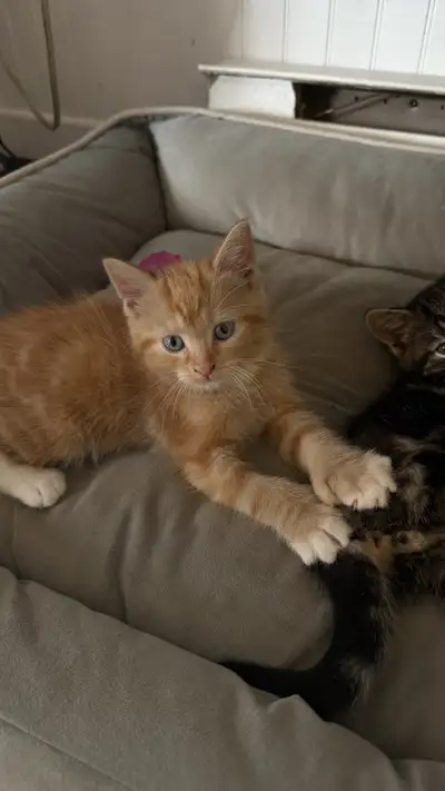 Chatons à donner, View more