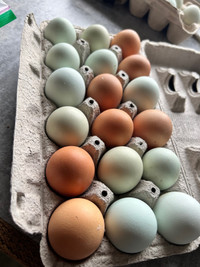 Fertilized free range chicken eggs 