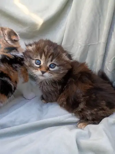 Real munchkin kittens, View more