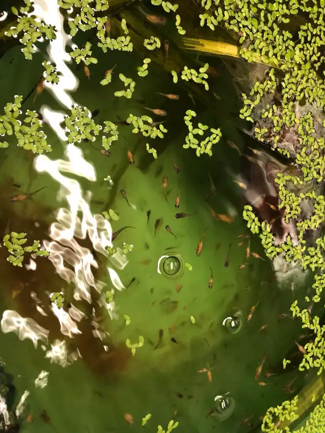 Selling 100 Orange Black Dumbos **juvenile** Guppies for $50 in Fish for Rehoming in City of Toronto - Image 2