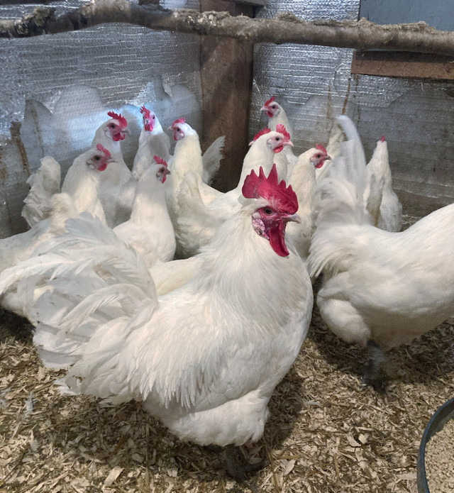 Oeufs fécondés de Bresse Gauloise dans Animaux de ferme  à Ville de Québec