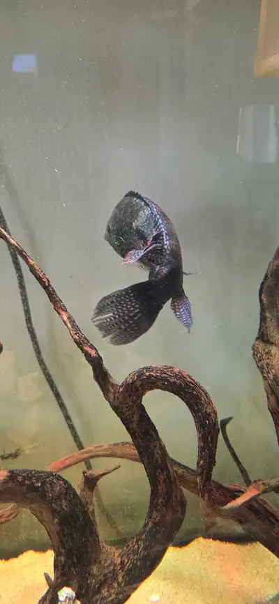 Fishes for sale, View more