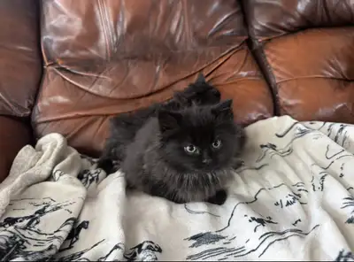 Siberian x kitten, View more