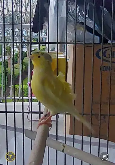 A very beautiful canary looking for a home., View more