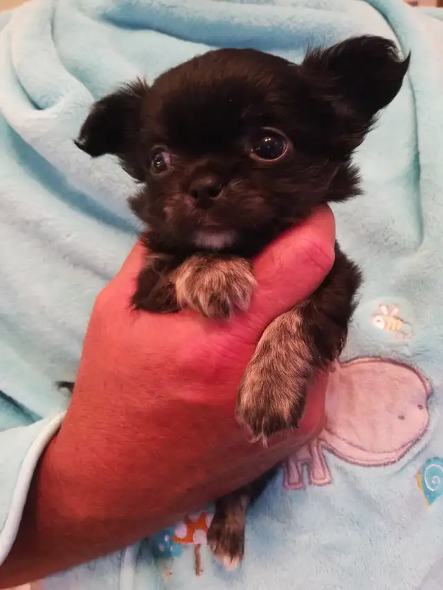 PURE CHIHUAHUA PUPPY in Dogs & Puppies for Rehoming in Ottawa - Image 3