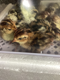 Coturnix Quail Chicks