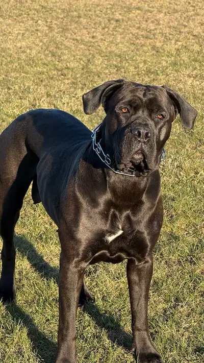 Cane corso puppies, View more