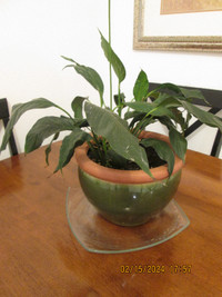 Healthy House Plant Peace Lily with Ceramic Pot