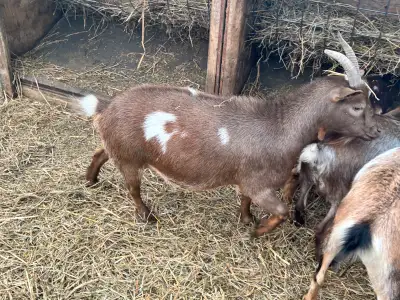 Nigerian Dwarf Doe - Purebred, Registerable., View more
