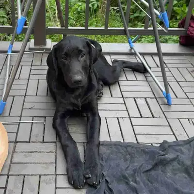 Labrador Retriver Puppy , View more