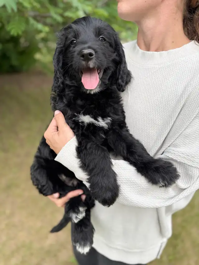 SOLD! Stunning Black Goldendoodle in Dogs & Puppies for Rehoming in Edmonton - Image 5