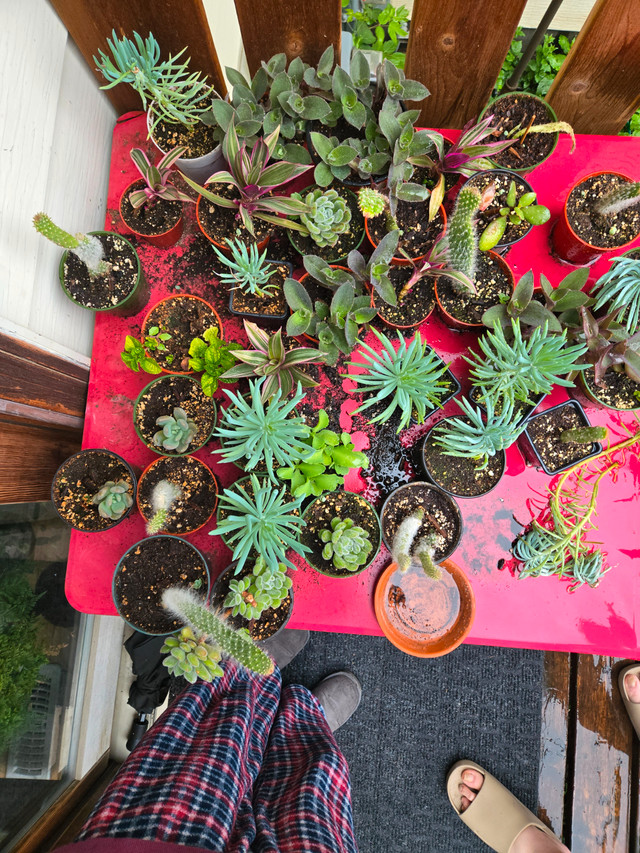 Fundraising sale in Plants, Fertilizer & Soil in Calgary - Image 4