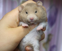 Ethically bred syrian hamsters
