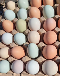 Organically Fed Farm Fresh Eggs for sale