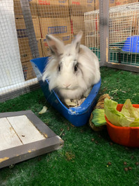 Bonded Rabbits for Rehoming