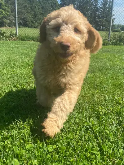 Looking for the perfect addition to your family? Our gorgeous puppies are looking for their forever...