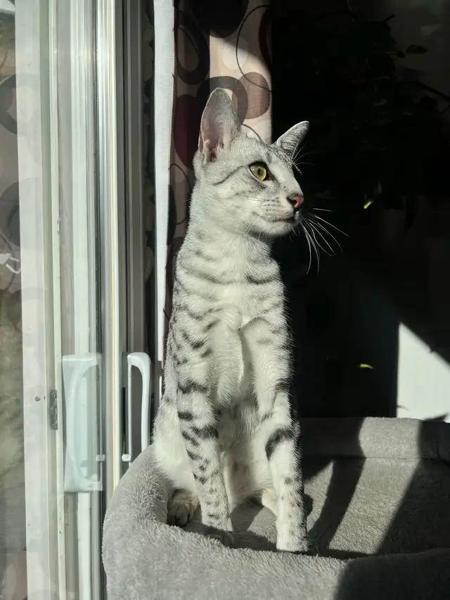 Egyptian Mau kitten 6.5 months old in Cats & Kittens for Rehoming in Napanee - Image 3