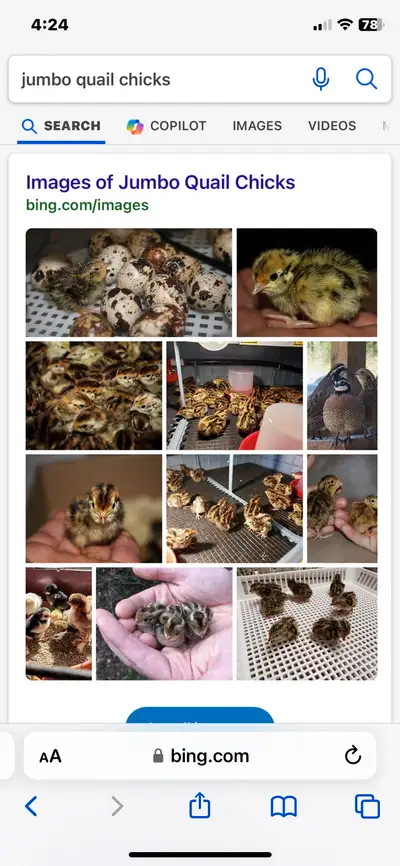 Jumbo Quail Chicks July 22, View more