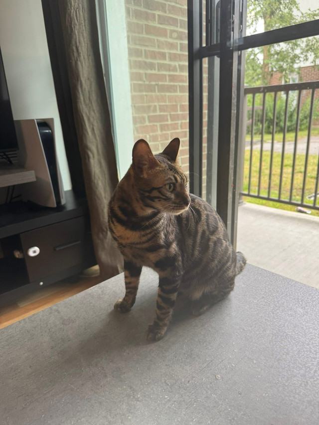 Chat à vendre dans Chats et chatons à adopter  à Laval/Rive Nord - Image 3